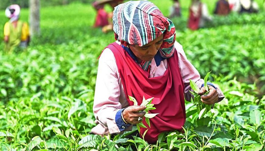 মৌলভীবাজারে চা পাতা চয়ন শুরু, খুশিতে চা সংশ্লিষ্টরা