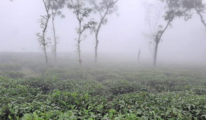 দেশের সর্বনিম্ন তাপমাত্রা শ্রীমঙ্গলে