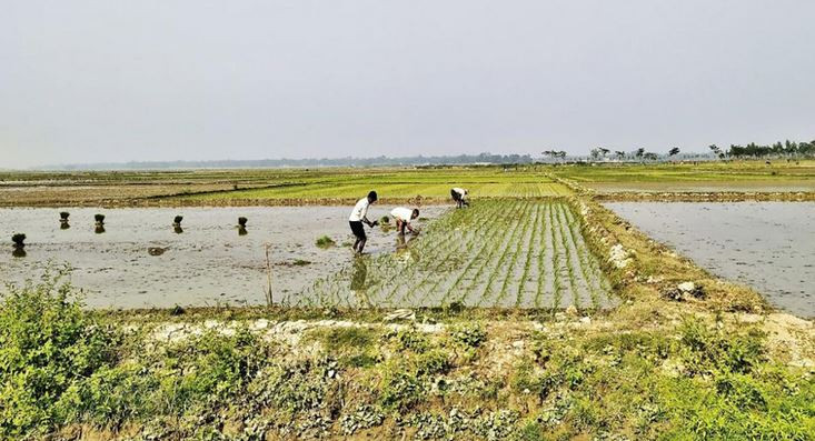 মৌলভীবাজারের কমলগঞ্জে কৃষকরা বোরো আবাদ নিয়ে শঙ্কিত