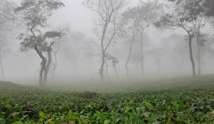 শ্রীমঙ্গল শীতবস্ত্রের অভাবে কর্মজীবি চা শ্রমিকরা